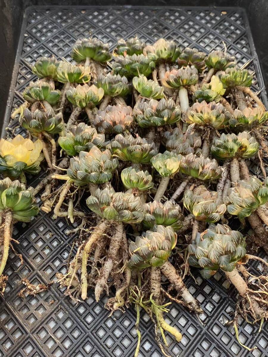 ハオルチア白蛇伝 カキ仔 斑多め ①（ハオルチア白蛇伝 カキ仔