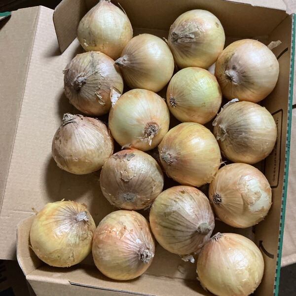 野菜詰め合わせ!新じゃがいも!玉ねぎにんじんニンニク