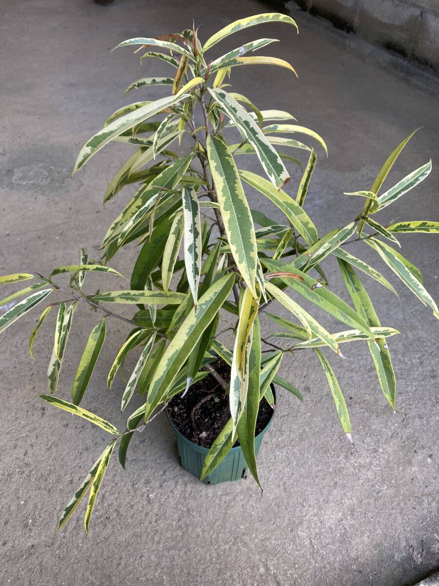 Yahoo!オークション -「斑入り」(ウンベラータ) (観葉植物)の