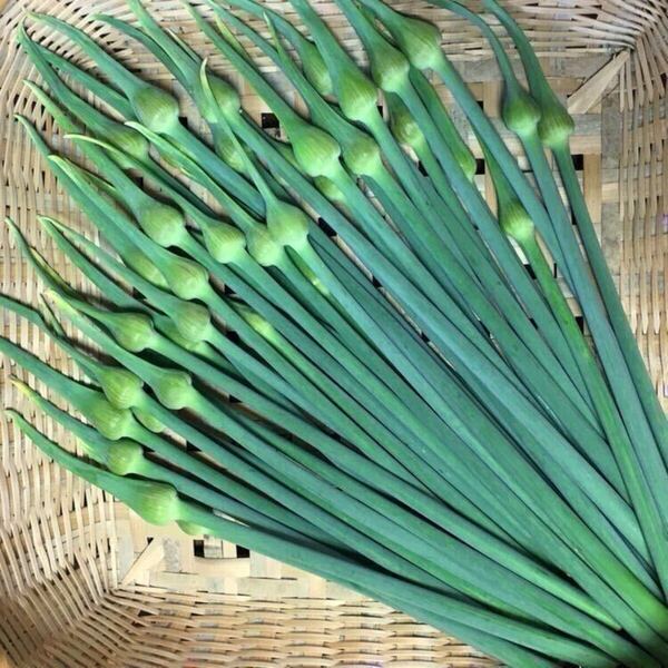 ジャンボにんにくの芽 花蕾込み1.3kg(茎1.2kg以上)農薬不使用 ジャンボニンニクの芽