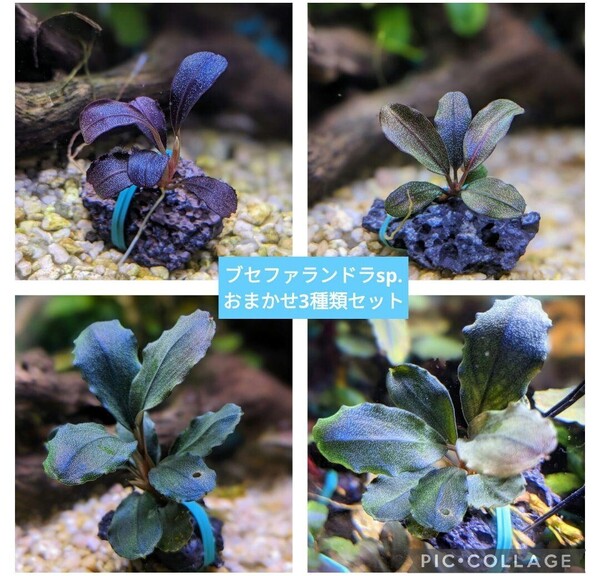 【sale】ブセファランドラsp.3種類セット【完全水中葉】No.27