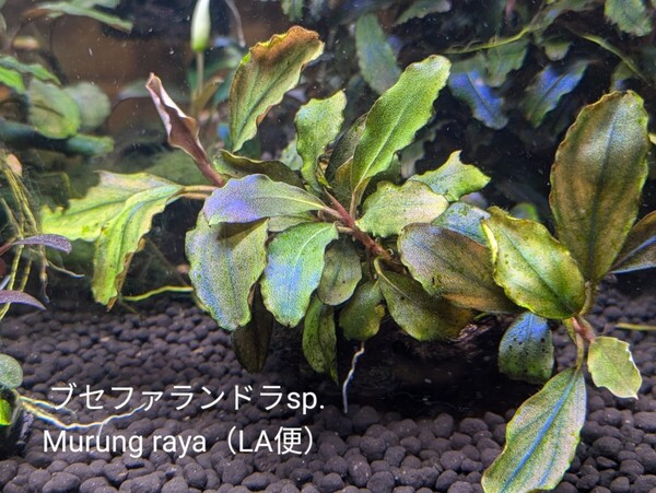 ブセファランドラsp.Murung raya(LA便)群生株流木付き