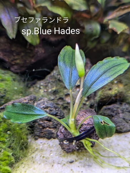 ブセファランドラsp.Blue Hades(ブルーハデス)完全水中葉 No.5