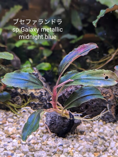 ブセファランドラsp.Galaxy metallic midnight blue 完全水中葉 No.2