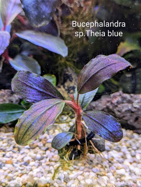 ブセファランドラsp.Theia Blue(ティアブルー)完全水中葉