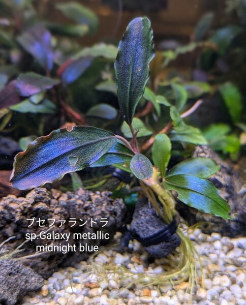 ブセファランドラsp.Galaxy metallic midnight blue 完全水中葉 No.4