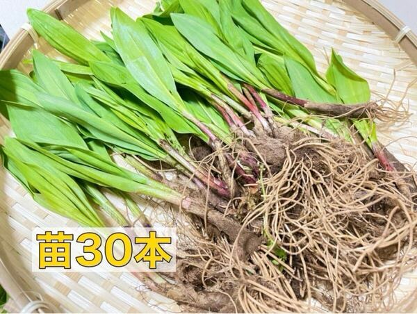北海道産 行者にんにく 苗30本