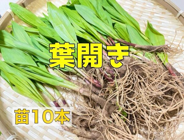 北海道産 天然 行者にんにく 苗10本