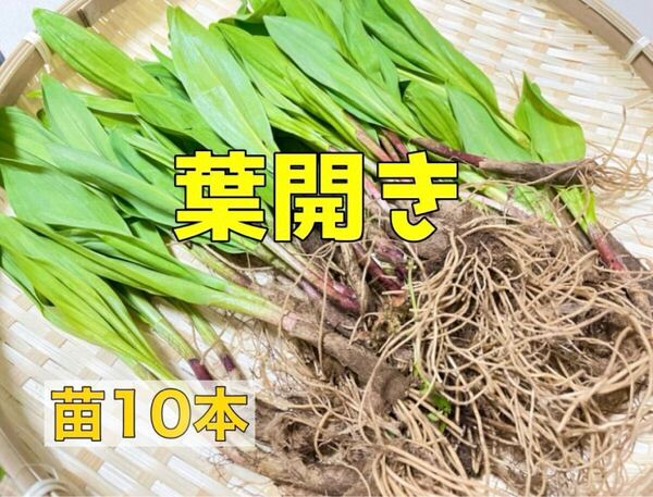 北海道産 天然 行者にんにく 苗10本