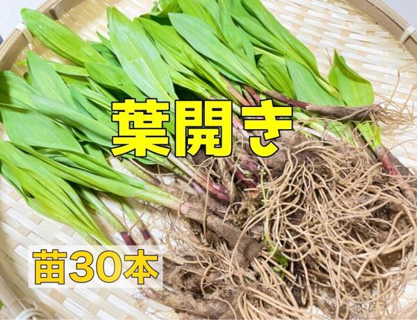 北海道産 行者にんにく 苗30本