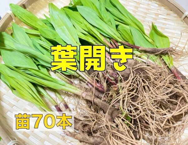 北海道産 天然 行者にんにく 苗70本