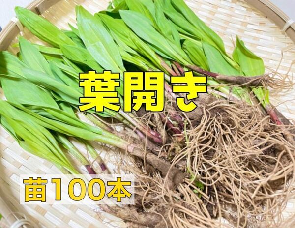 北海道産 天然 行者にんにく 苗100本