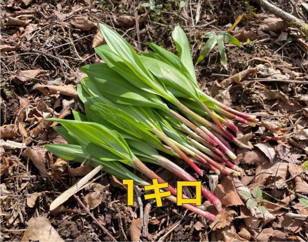 北海道産 天然 行者にんにく 1キロ