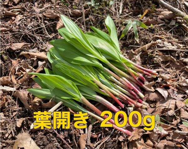 北海道産 行者にんにく 200g 葉開き