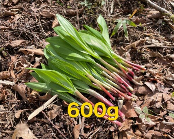 北海道産 天然 行者にんにく 600g