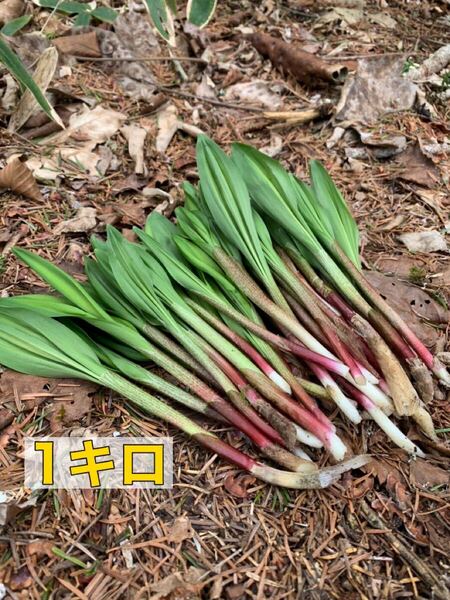 北海道産 天然 行者にんにく 1キロ 葉開き