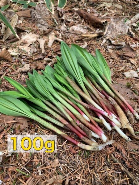 北海道産 行者にんにく 100g