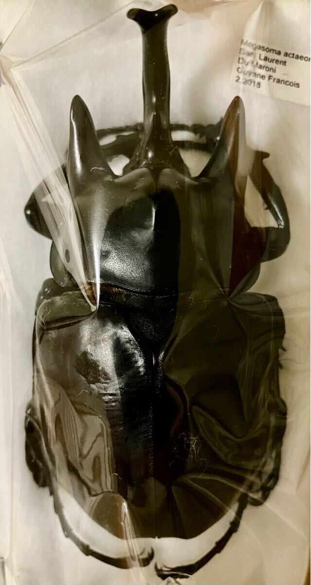 フレンチギアナ産　アクタエオンゾウカブト　99mm フレンチギアナ産 アクタエオンゾウカブト 99mm