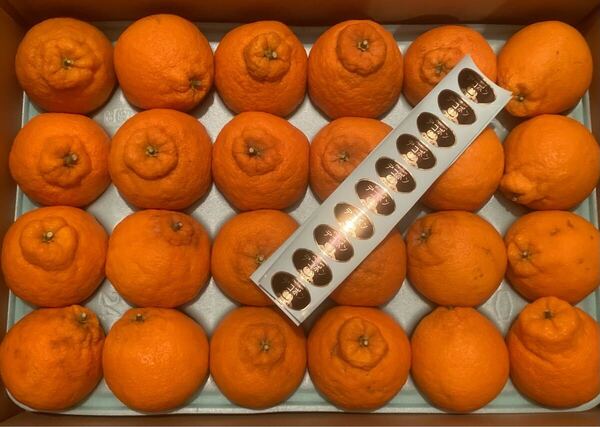 日高デコポン 和歌山県特産 Lサイズ 24玉入り 不知火