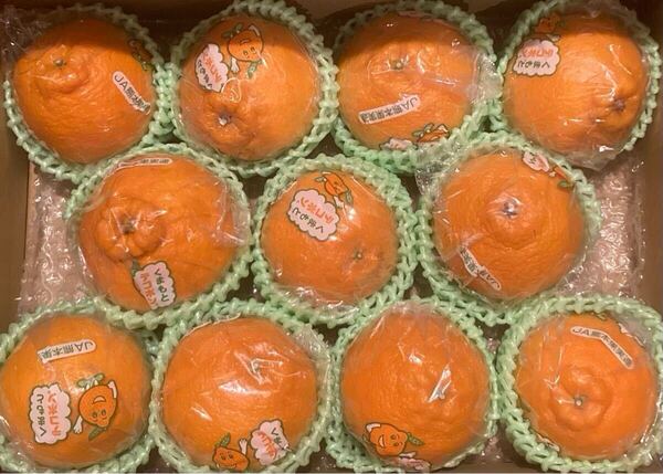 熊本デコポン 熊本県産 2Lサイズ 11玉入り