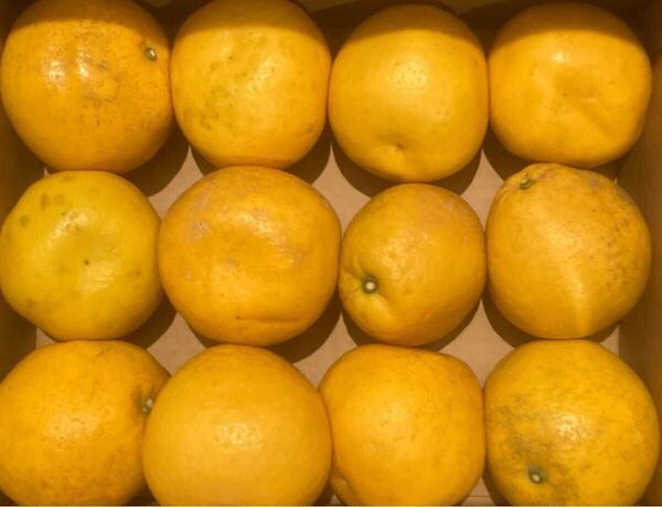 河内晩柑 特大玉品 愛媛県特産 みしょうゴールド 12玉入り