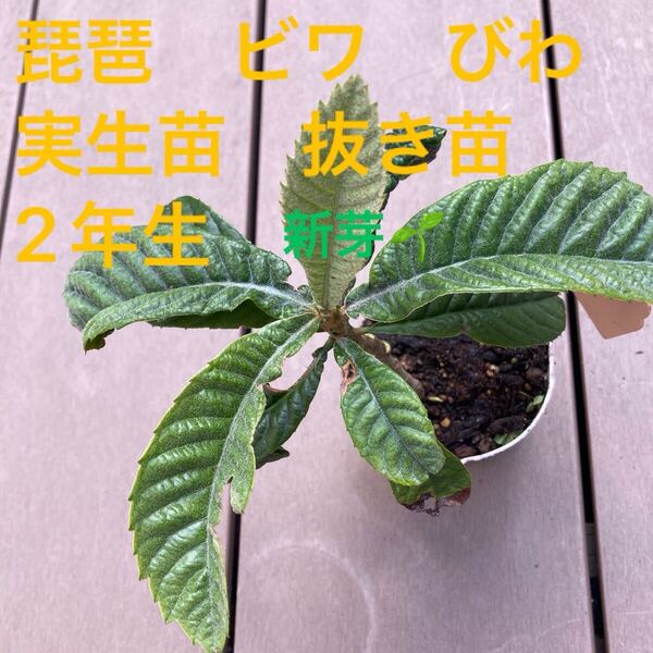 琵琶 ビワ びわ 実生苗 抜き苗 苗木 2年生 果樹 無農薬 1株 甘い琵琶 好評 人気