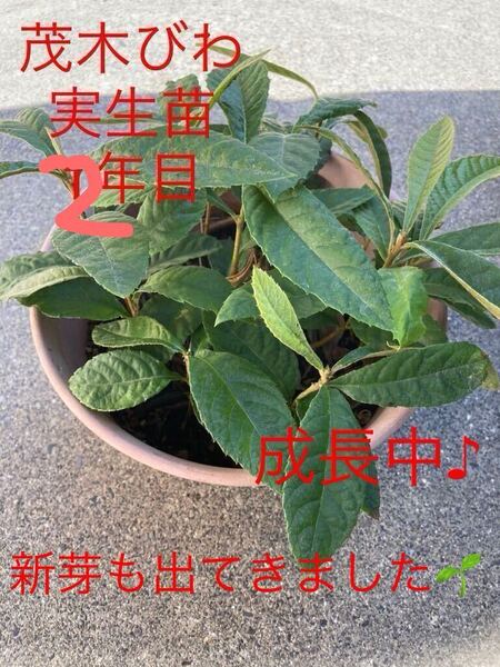 琵琶 ビワ びわ 抜き苗 実生苗 苗木 2年目 果樹 無農薬 1株 甘いびわ 成長中♪