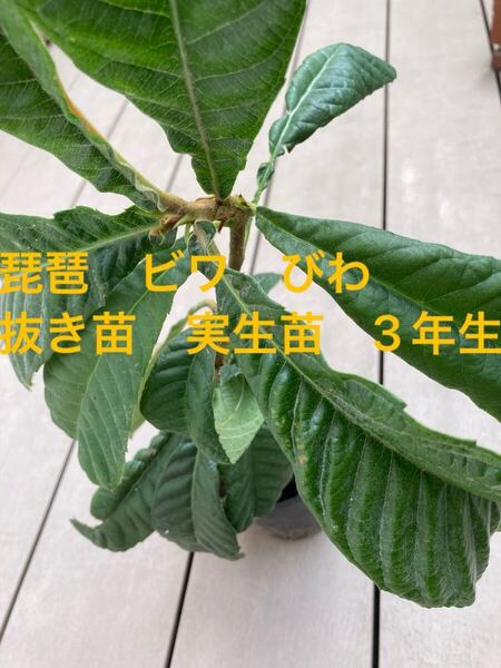 琵琶 ビワ びわ 抜き苗 苗木 3年生 果樹 無農薬 1株 甘い琵琶 好評 人気