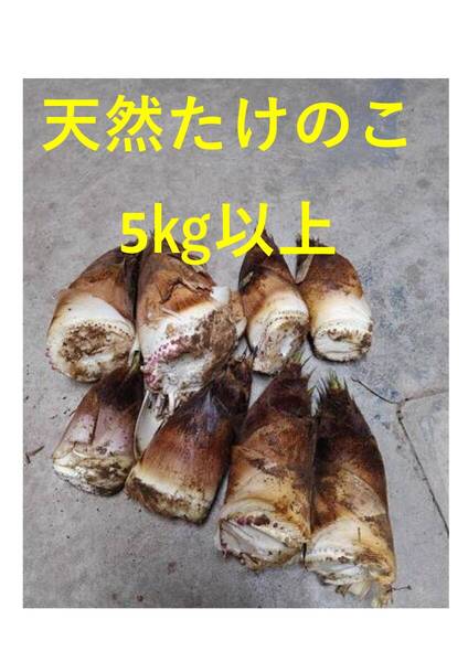 新潟県産天然筍(たけのこ)5㎏その3