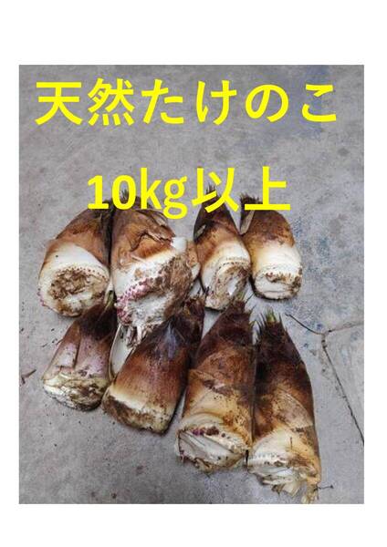新潟県産天然筍10㎏(たけのこ)特典わらびのおまけ付きその2