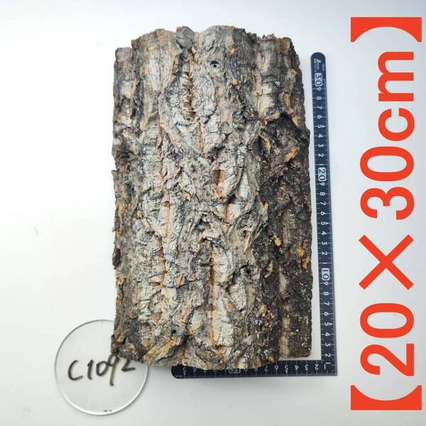 c1092【20×30cm】 コルク樹皮 コルク板 バージンコルク穴あけ送料無料 チランジア ビカクシダ 着生ラン 両生類 爬虫類 ビカクシダ