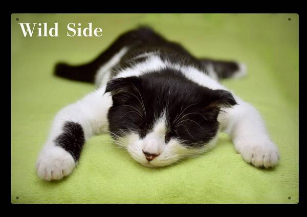 Wild Side / 大型60cm / 猫シリーズ05 新品看板 / 送料無料