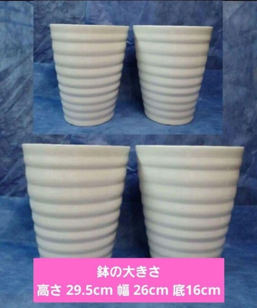 【植木鉢 陶器鉢】【AK-80L】C-87【4個】ラン 胡蝶蘭 化粧鉢 蘭鉢 鉢カバー)(洋ラン シンピジューム カトレア ファレノプシス パフィオ)