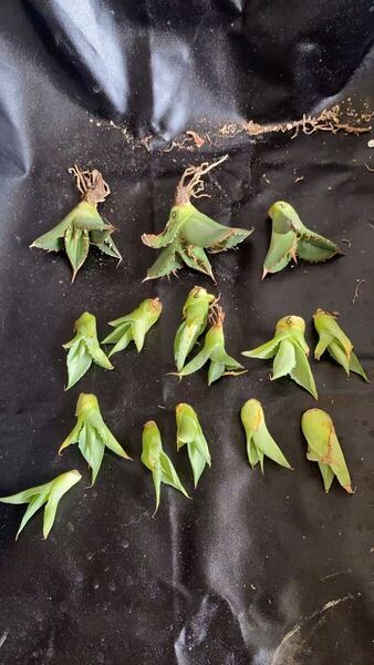 多肉植物 アガベ チタノタ 鰐亀 胴切小株 3株,フェロックス雷神 子株 12株 同梱