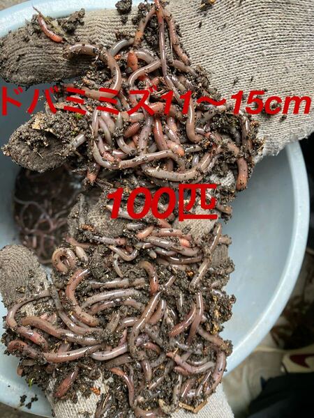 天然ドバミミズ 100匹 ウナギ釣り