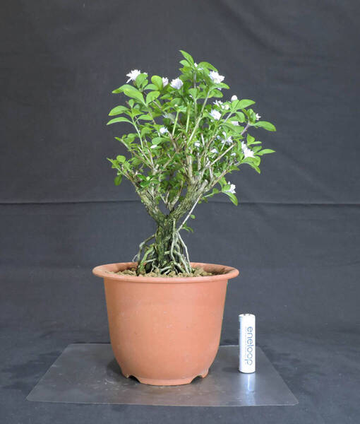 白丁花 八重花 盆栽 プラスチック鉢 苗 奥行17cm 横幅16cm 高さ26cm
