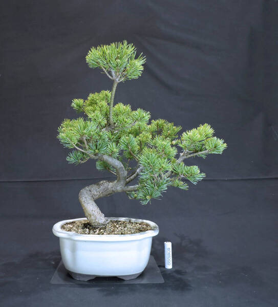 五葉松 盆栽 奥行26cm 横幅29cm 高さ40cm (店舗受け取り不可)