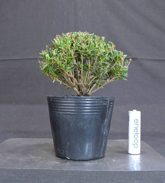 さつき 早乙女小町 盆栽 ポット苗 奥行10cm 横幅10.5cm 高さ13.5cm (1)
