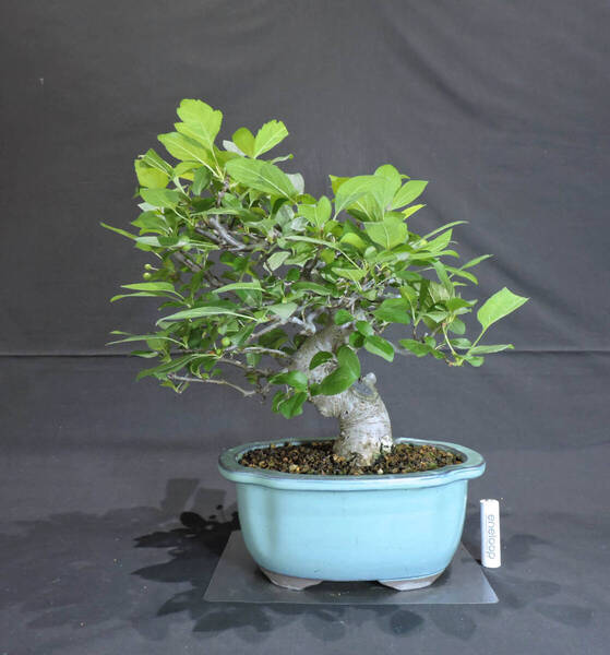 深山海棠 (ミヤマカイドウ / カイドウ / 海棠) 盆栽 奥行24cm 横幅28cm 高さ33cm (店舗受け取り不可)