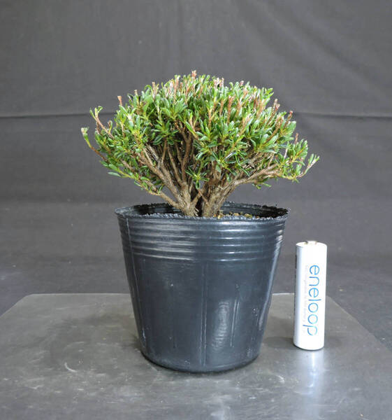 さつき 早乙女小町 盆栽 ポット苗 奥行9cm 横幅10.5cm 高さ12.5cm (2)