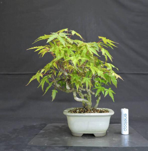 もみじ 山もみじ ( ヤマモミジ / モミジ ) 寄せ植え 盆栽 奥行19cm 横幅17.5cm 高さ19cm