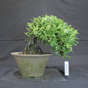 磯山椒 (イソザンショ) 盆栽 奥行20cm 横幅24cm 高さ22cm