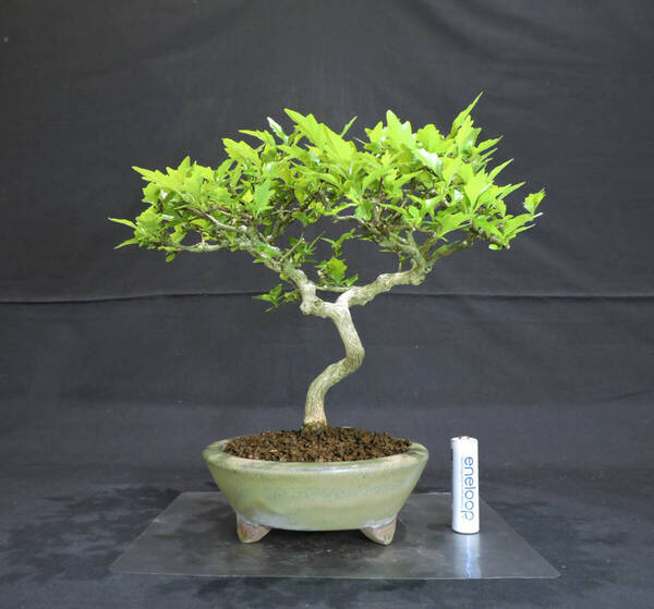 楓 におい楓 ( ニオイカエデ / 匂い楓 / カエデ ) 盆栽 奥行21.5cm 横幅21.5cm 高さ22cm