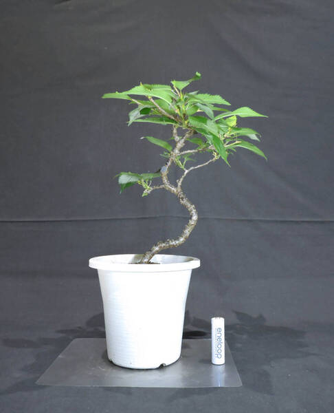 桜 十月桜 ( ジュウガツザクラ / サクラ ) 盆栽 プラスチック鉢 苗 奥行22cm 横幅24cm 高さ30cm