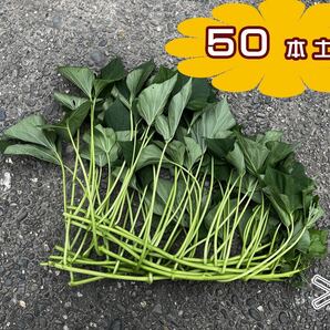 T0501土佐紅さつまいもつる(芋苗)ウィルスフリー苗 50本