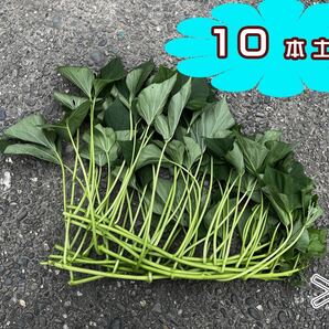 T0102土佐紅さつまいもつる(芋苗)ウィルスフリー苗 10本