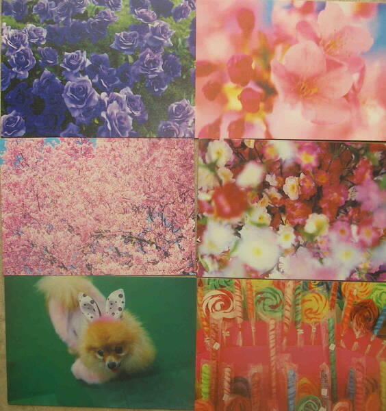 カラー絵葉書★「蜷川実花 Mika NInagawa 大判ポストカード 6枚セット」