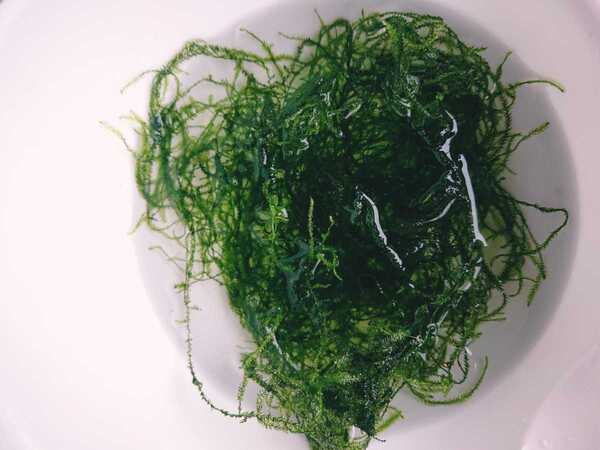 水草3種 メダカ水槽に 無農薬 ウィローモス アマゾンフロッグピット アナカリス