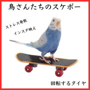 ミニ スケボー 鳥 インコ 玩具 指スケ トイ バード 小鳥