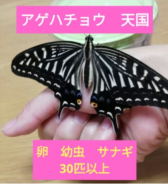 アゲハチョウ 天国 卵 幼虫 蛹 ミックス 30匹以上 夏休み自由研究 課題発表に 理科 蝶の観察 小学生 中学生